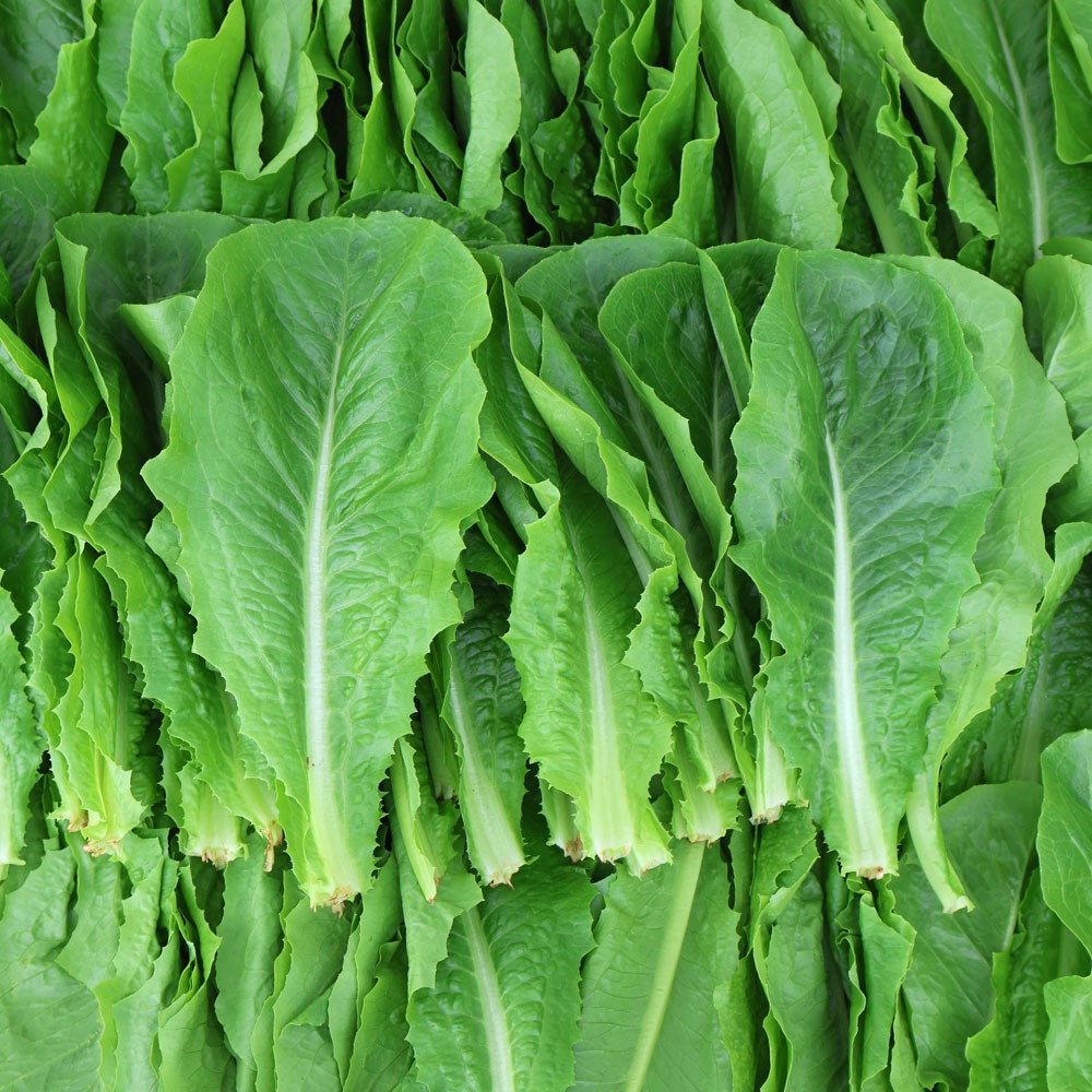 유기농 쌈채소 샐러드채소 11종, 단품 대용량 소포장