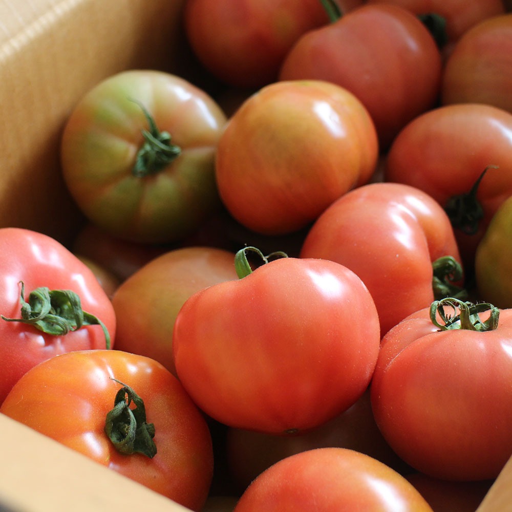 유기농 토마토 5kg