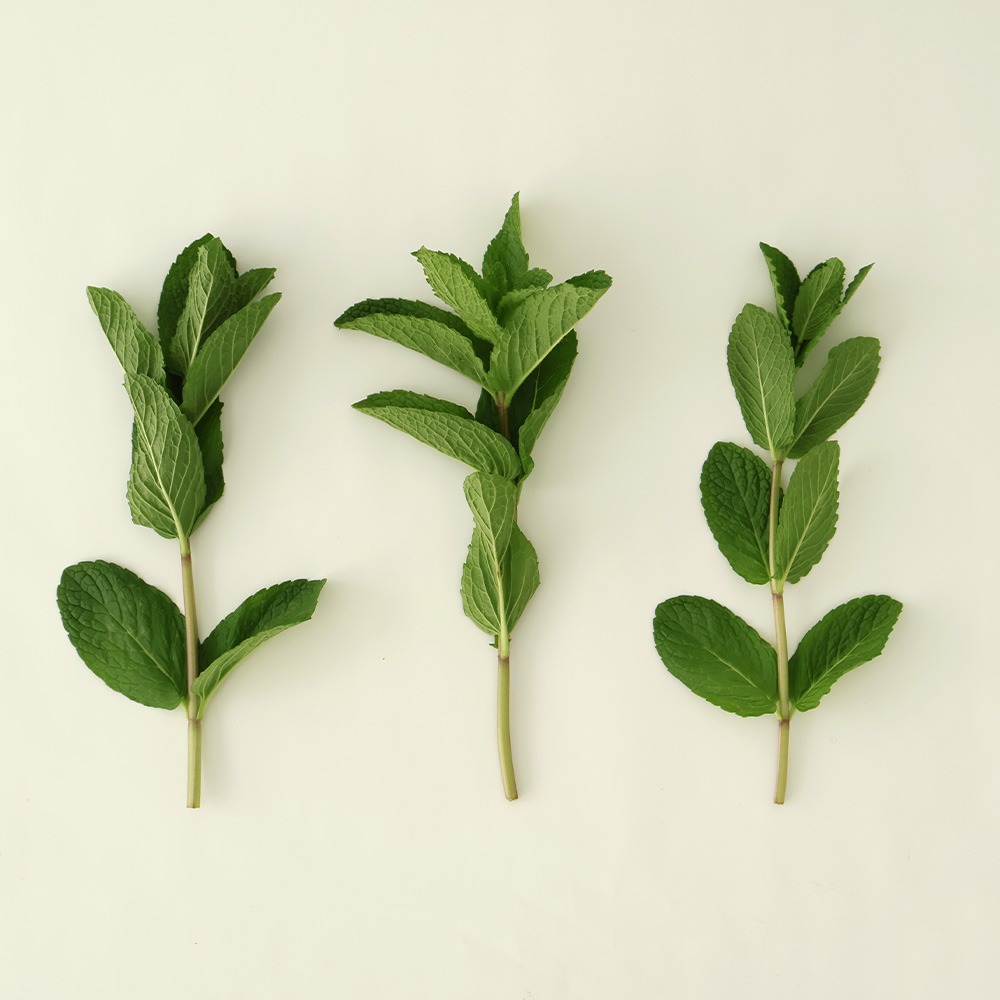 유기농 스피아민트 생잎 가공용